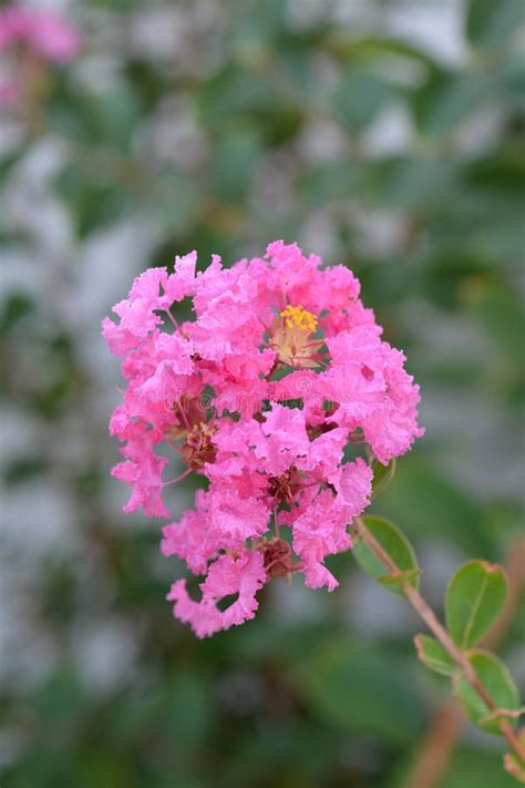 Moon kissed crepe myrtle: the artistry of nature's brush